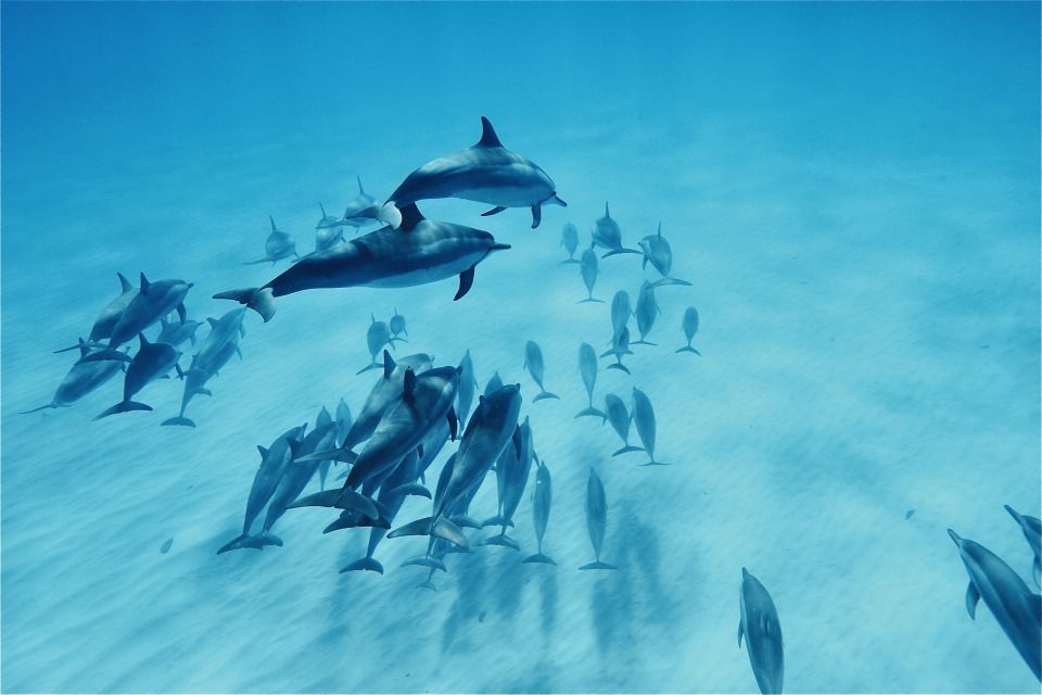 West O'ahu: Swim With Dolphins Catamaran Cruise - Customer Reviews and Ratings