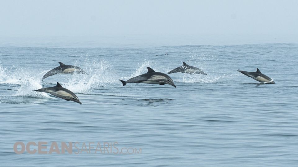 Whale and Wildlife Watching Private and Semi-Private Tours - Meeting Point