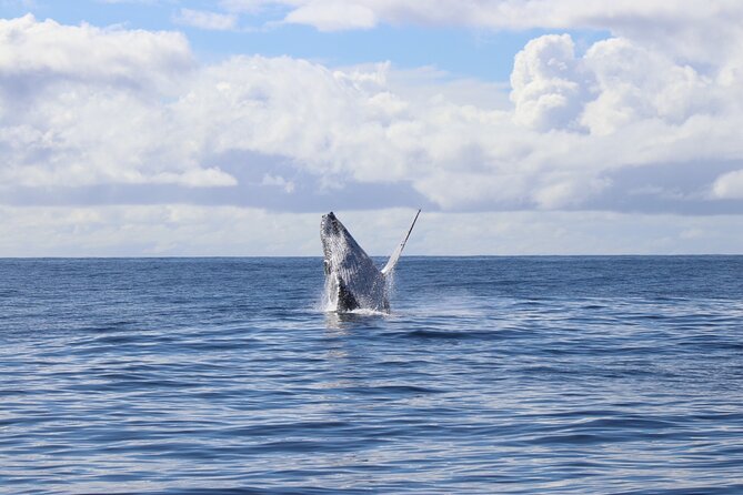 Whale Watching Australia Experience (3hours) - Accessibility and Transportation