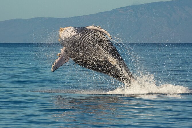 Whalewatch Sail Deluxe Tour From Maaleae - Inclusions and Logistics