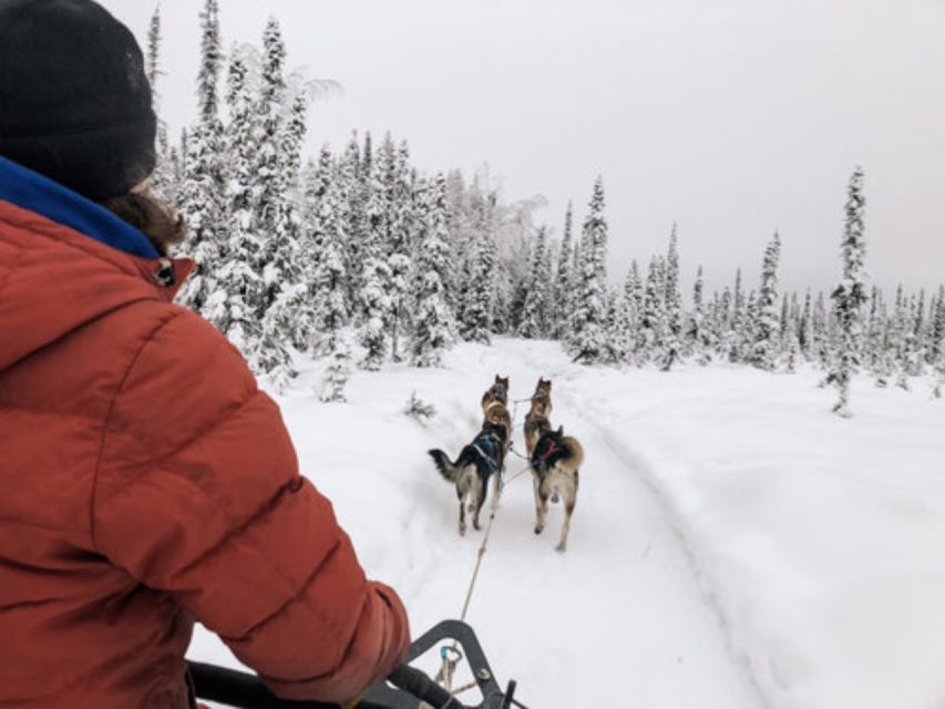 Willow: Traditional Alaskan Dog Sledding Ride - Tour Guide Information