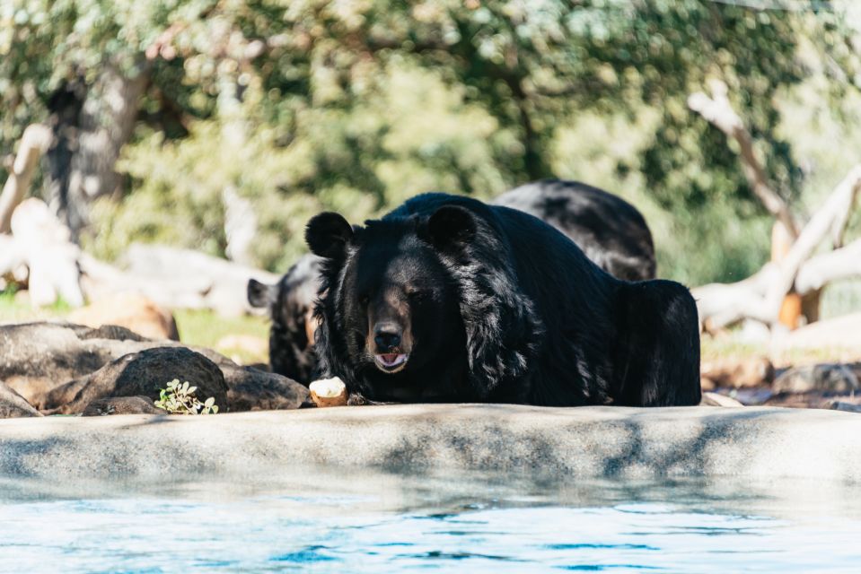 Alpine: Lions Tigers & Bears Sanctuary Visit and Feeding - Restrictions