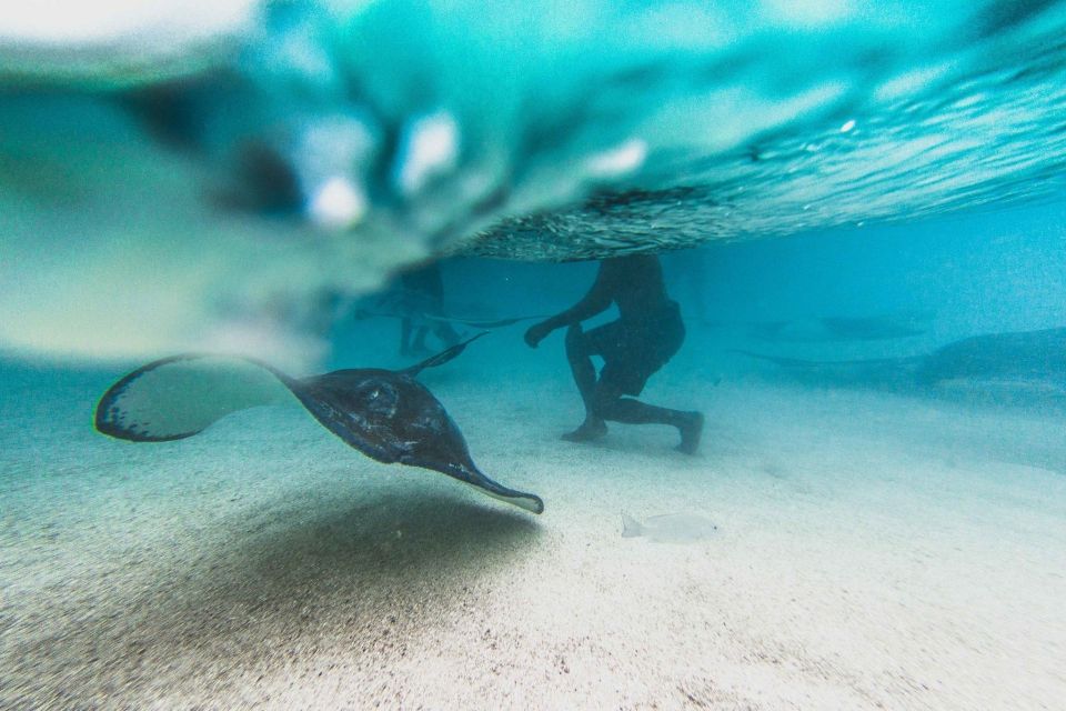 Antigua: Stingray City Experience Ticket - Important Information for Participants