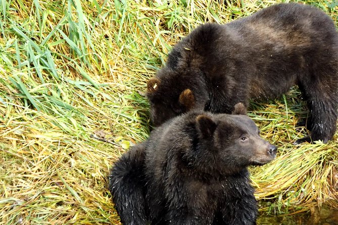 Chichagof Island Tour: Brown Bear Search - Bear Sighting Tips