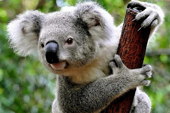 Cuddle a Koala and Historic Hahndorf Tour - Sum Up