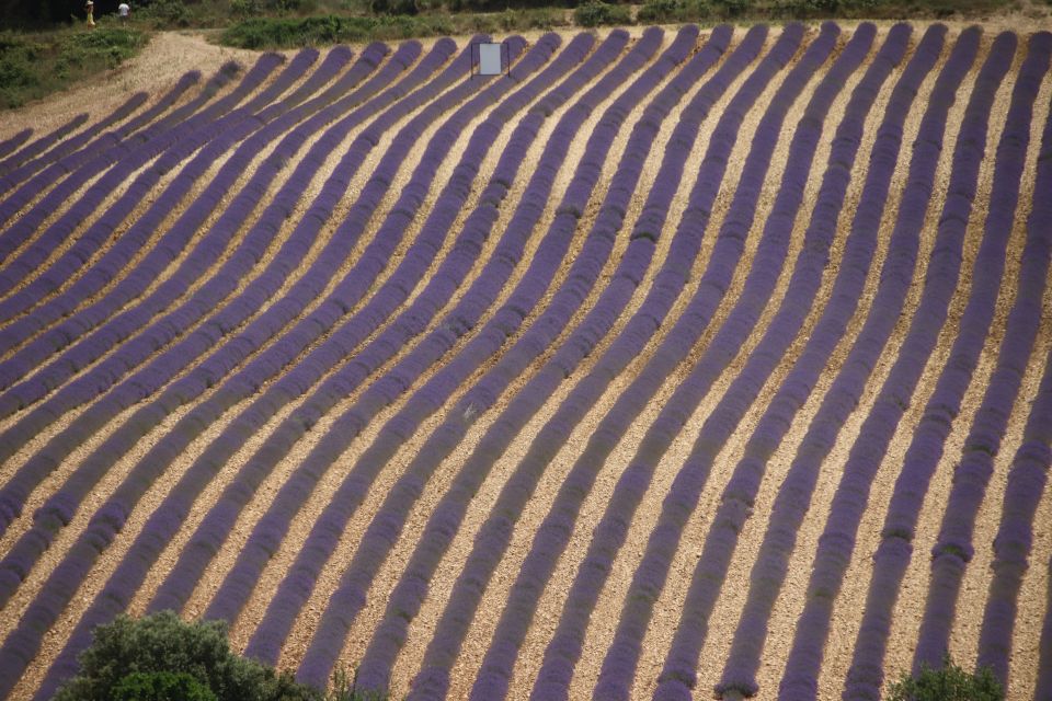 From Aix-En-Provence: Lavender Experience & Gorges Du Verdon - Booking Information