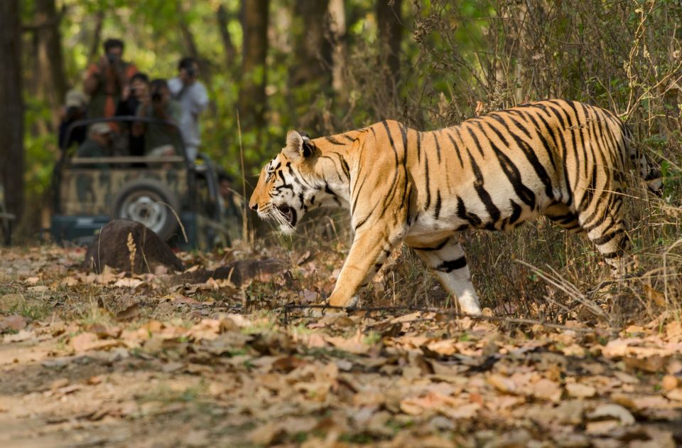 From Delhi: 5-Day Tiger Safari & Golden Triangle Tour - Directions