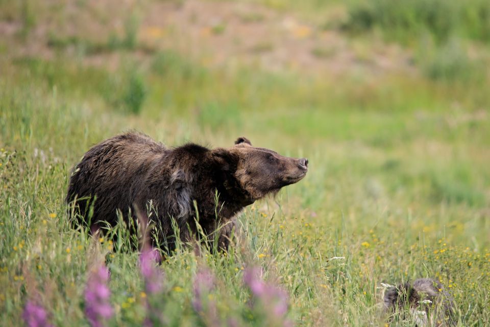 From Jackson Hole: Half-Day Grand Teton Wildlife Tour - Sum Up