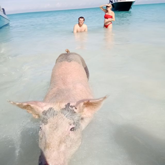From Nassau: Exuma Iguanas, Sharks & Swimming Pigs Day Tour - Common questions