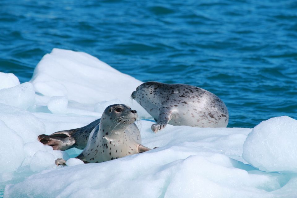 From Valdez: 7.5-hour Meares Glacier & Wildlife Cruise - Common questions