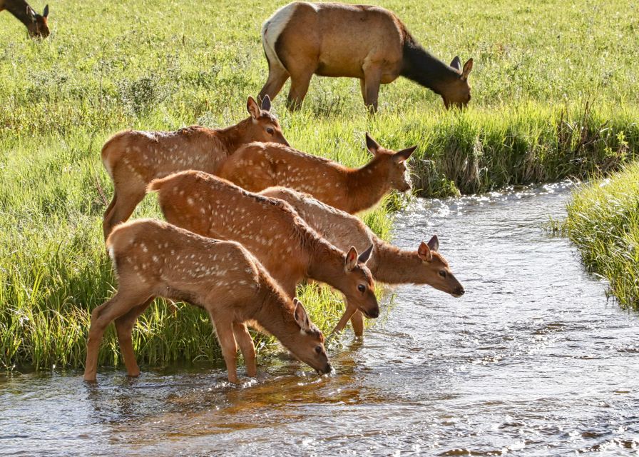 Full-Day RMNP Over the Top Tour - RMNPhotographer - Price