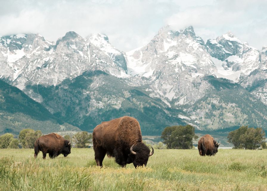 Grand Teton National Park: 4-Hour Guided Wildlife Adventure - Pricing and Cancellation Policy