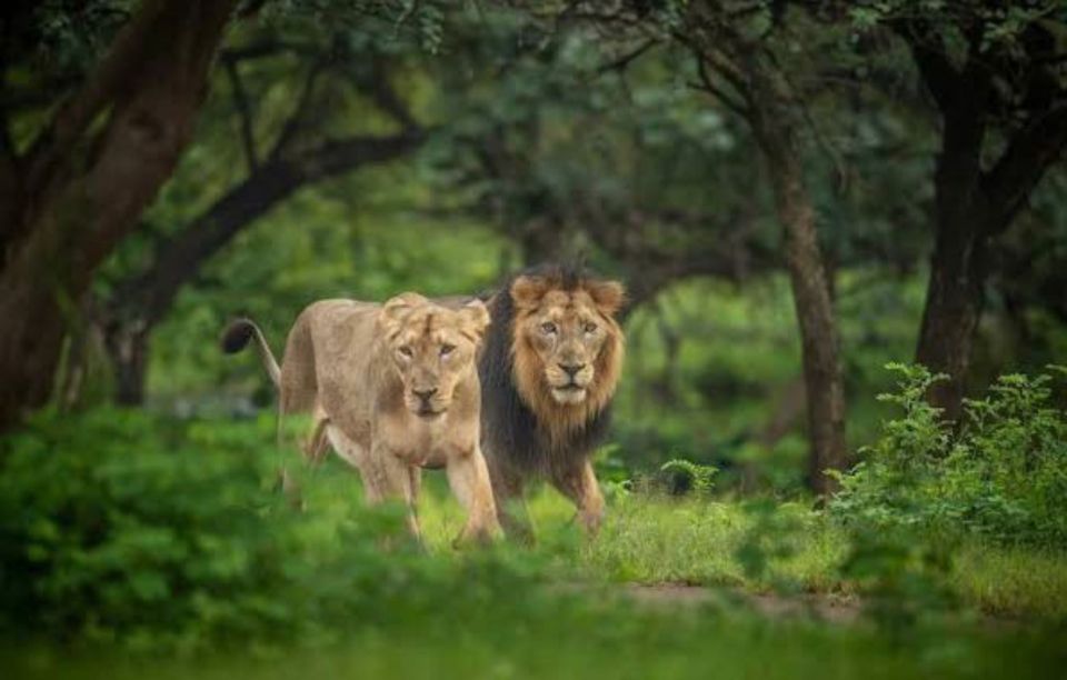 Gujarat: Gir National Park Guided Jeep Safari - Arrival Instructions