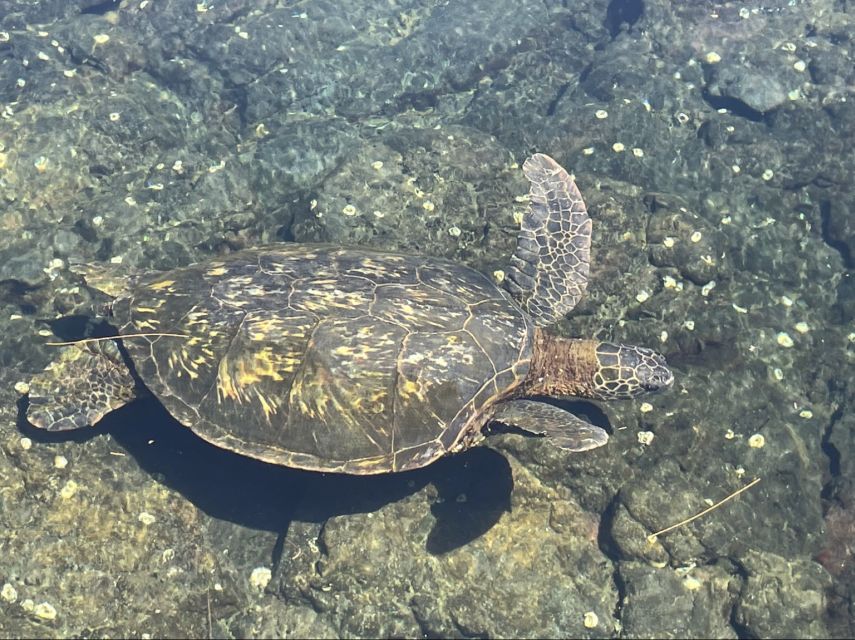 Hilo: Sea Turtle Lagoon and Black Sand Beach Snorkel - Key Points