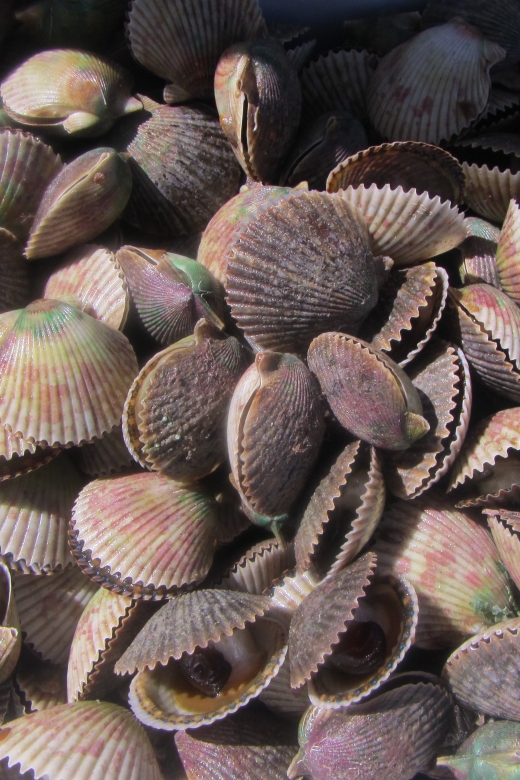 Homosassa: Snorkel & Scallop Hunt in Gulf of Mexico - Exclusions