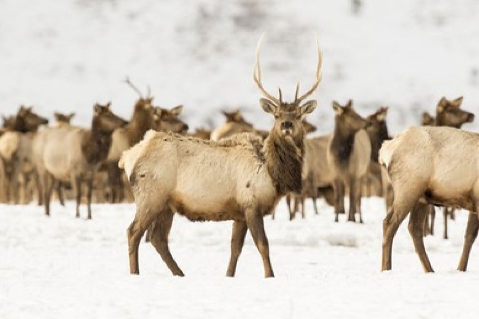 Jackson: Grand Teton and National Elk Refuge Winter Day Trip - National Elk Refuge Exploration