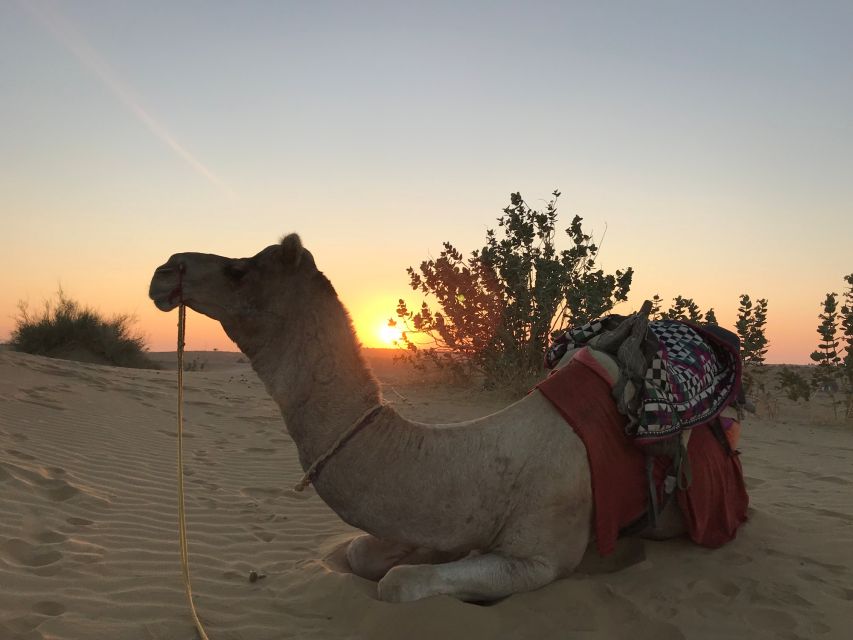 Jaisalmer: 1 Night Desert Nomad Experience With Camel Safari - Common questions