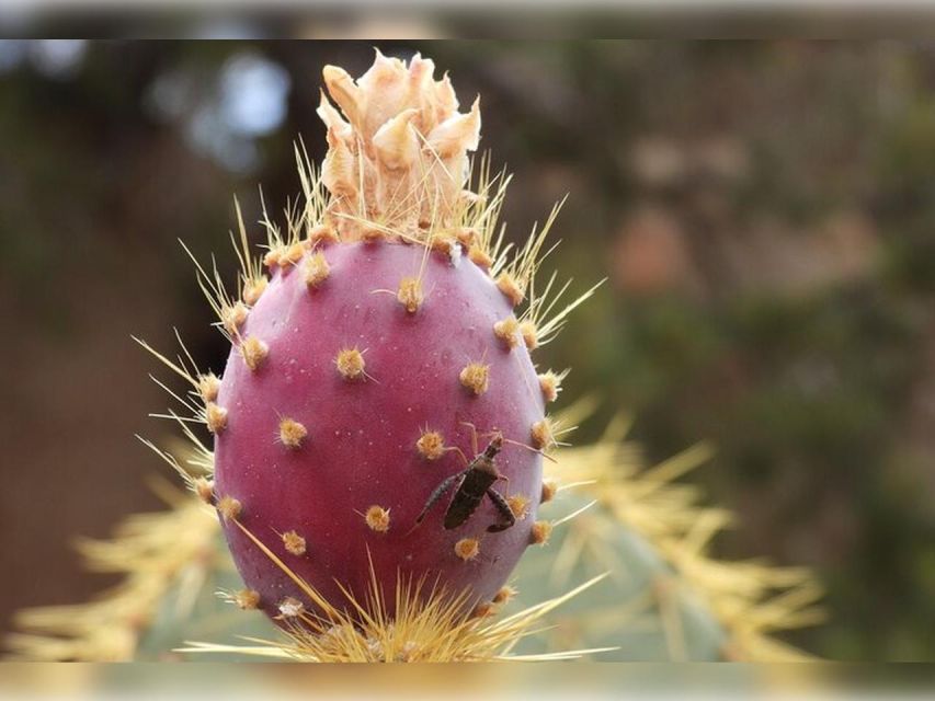 Joshua Tree: Half-Day Private Hike of the National Park - Additional Information