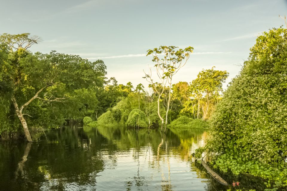Manaus: Amazon Jungle Half-Day Walking Tour - Sum Up