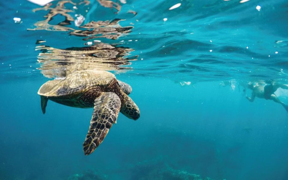 Maui: Semi-Private 2.5 Hour Eco-Raft Turtle Snorkel Tour - Safety Measures