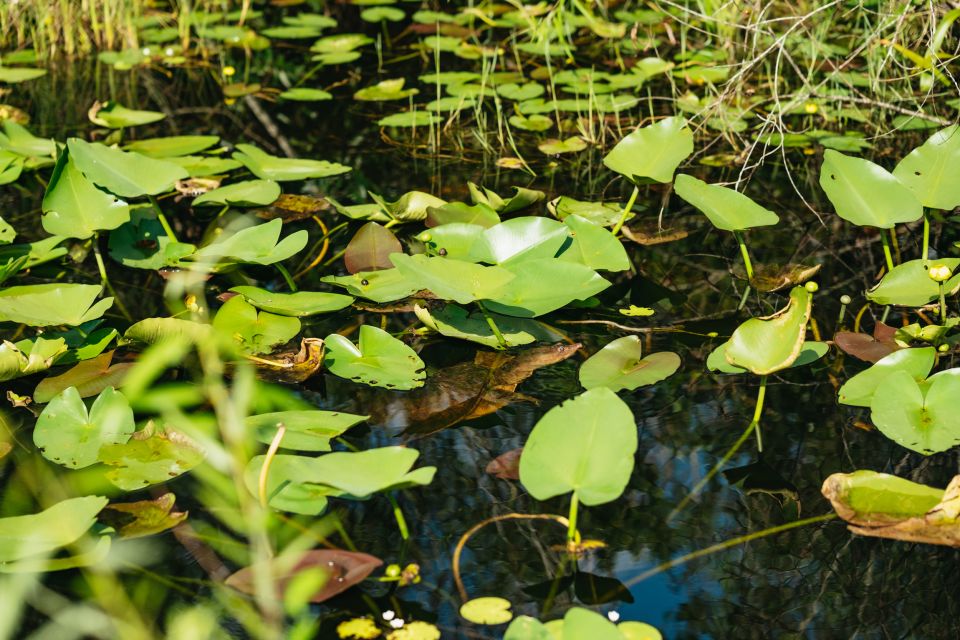 Miami: Tour the Everglades by Airboat and Take a Nature Walk - Common questions