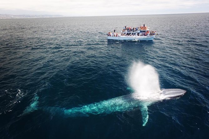 Newport Beach Whale and Dolphin Watching Cruise - Meeting and Pickup Information