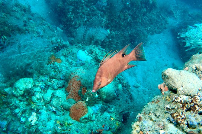 No Experience Required to Discover Scuba in Florida - Health and Safety Guidelines