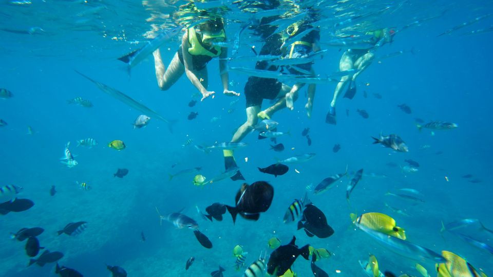 Oahu: Dolphin Swim and Snorkeling Speedboat Tour - Drop-off Locations