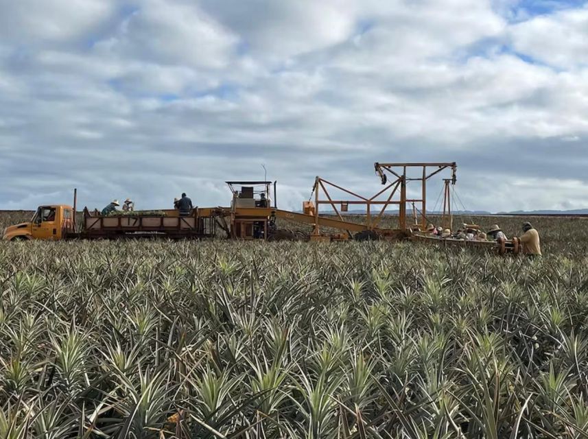 Oahu: North Shore Dole Pineapple Farm Tour - Macadamia Nut Shop