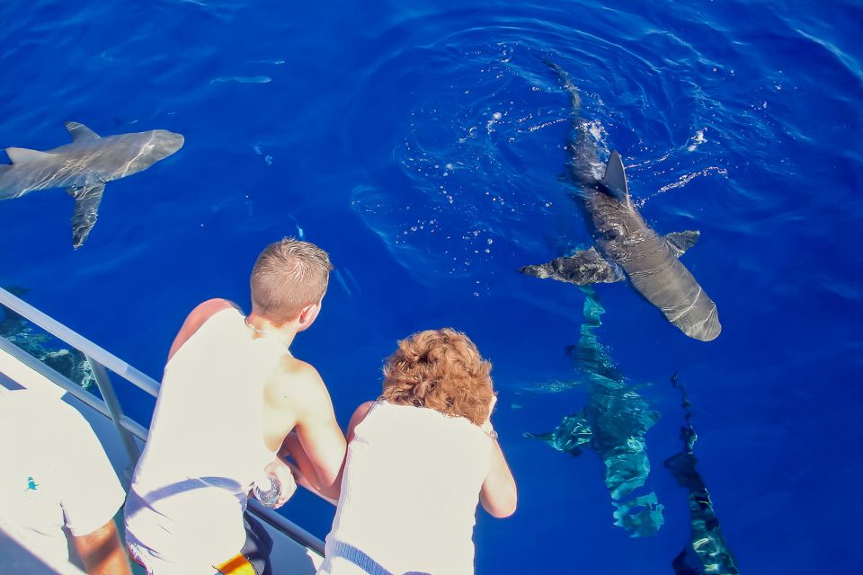 Oahu: Shark Cage Dive on the North Shore - Wildlife Encounter