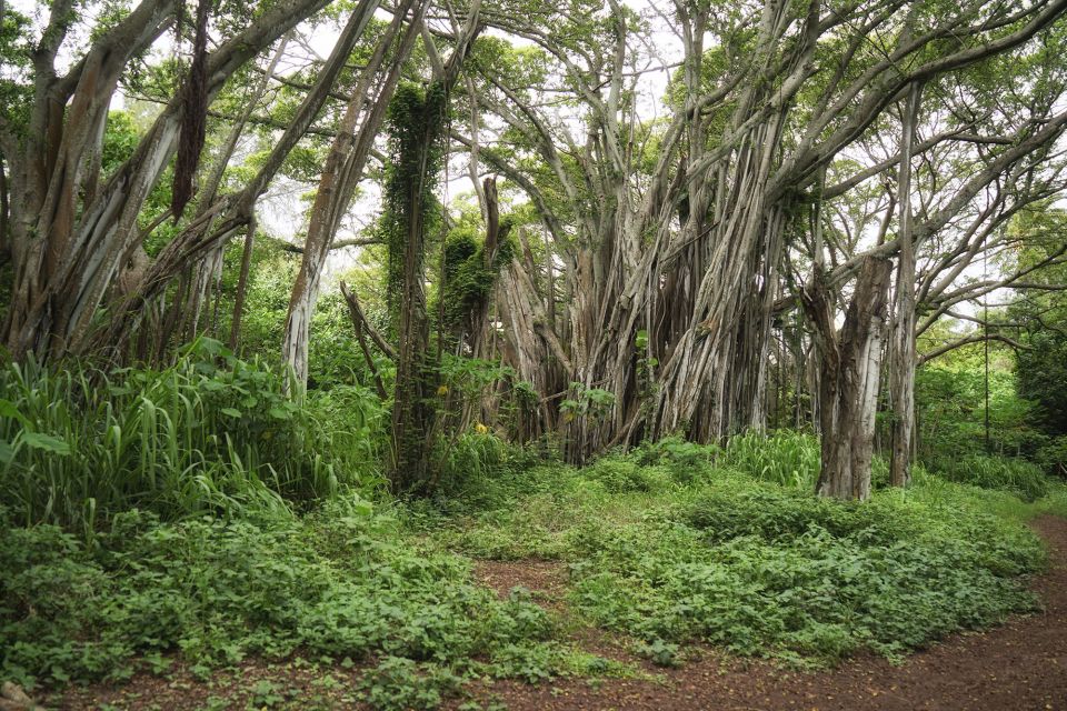 Oahu: Sunrise & Full-Day Island Photo Tour With Small Group - Key Points