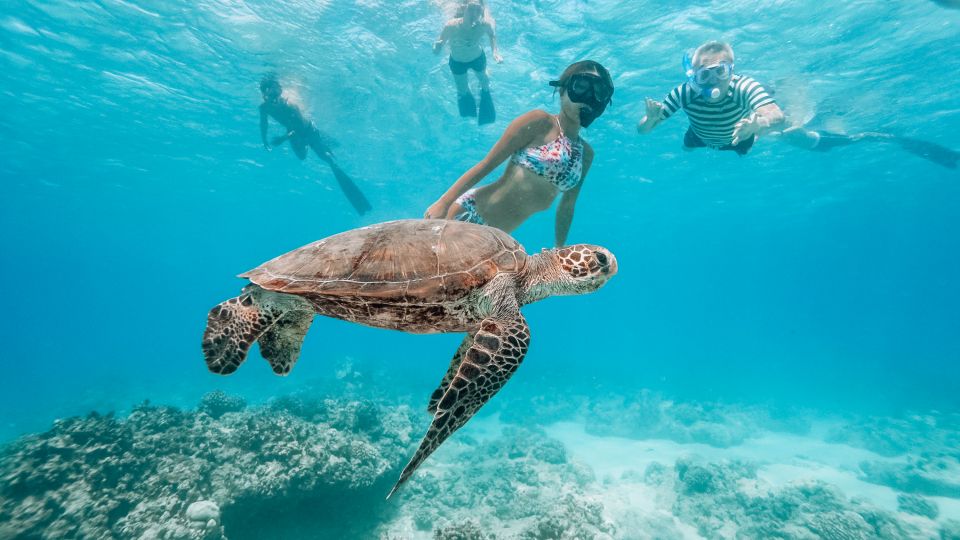 Oahu: Swim With Dolphins, Turtle Snorkel Tour and Waterslide - Booking Details