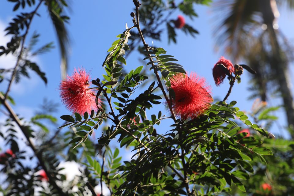 Oahu: Valley of Waimea Falls Swim & Hike With Lunch & Dole - Recommendations and Tips