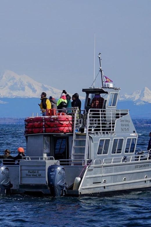 Orca Whales Guaranteed Boat Tour Near Seattle