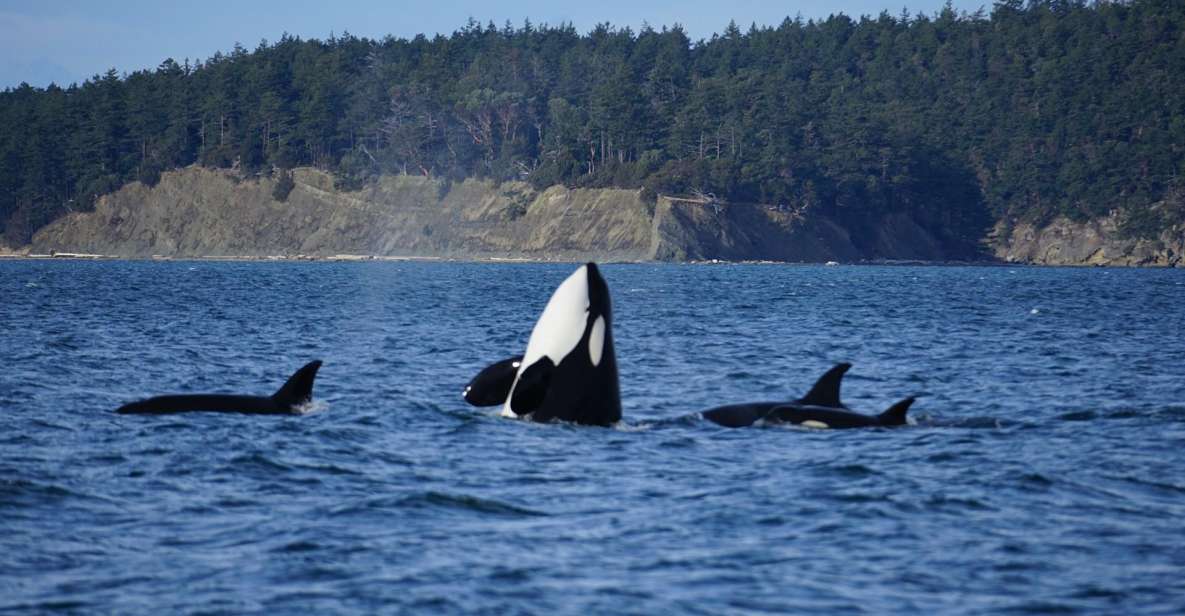 Orcas Island: Orca Whales Guaranteed Boat Tour - Common questions