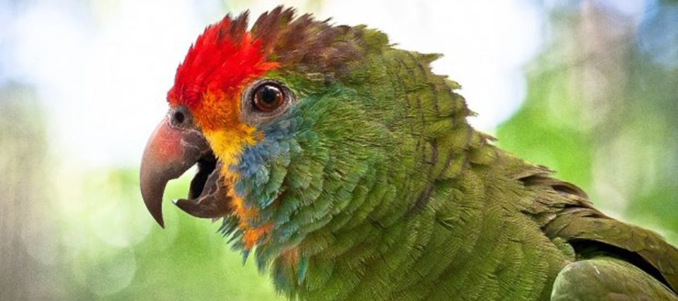 Puerto Iguazu: Iguaza Falls Brazilian Side & Bird Park Tour - Common questions