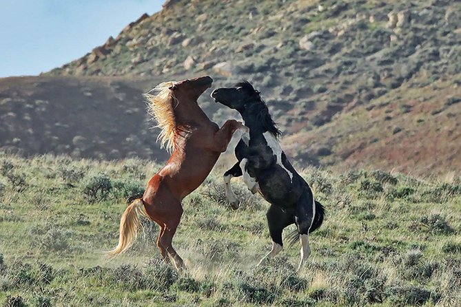 Red Canyon Wild Mustang Tour 5:00 - Common questions