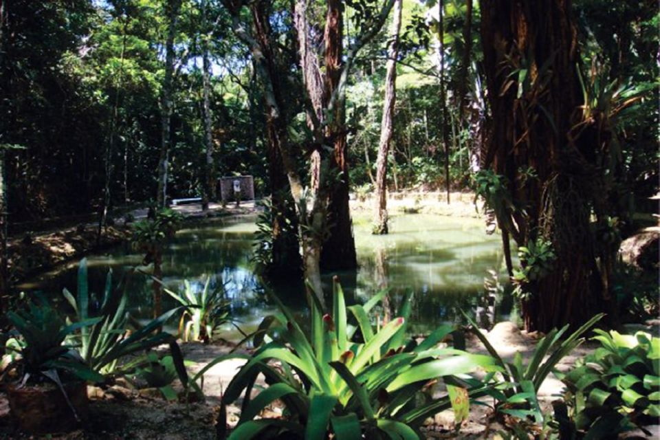 Rio De Janeiro: Tijuca National Park Ecotour - Background