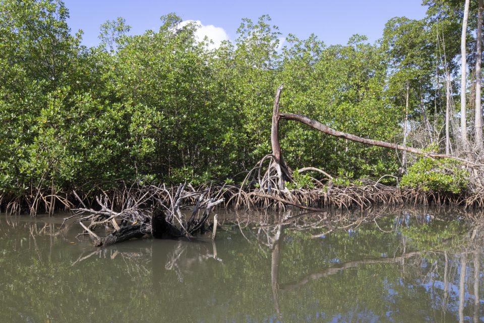 Santo Domingo: Los Haitises National Park Day Trip - Common questions