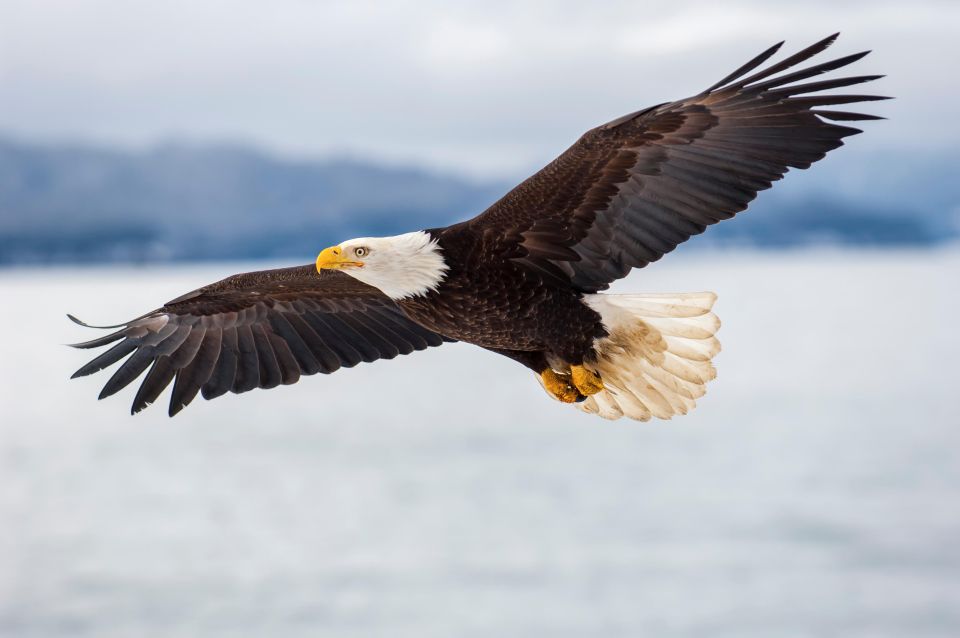 Seattle: Pier 69 Wildlife and Whale Watching Boat Tour - Safety and Directions
