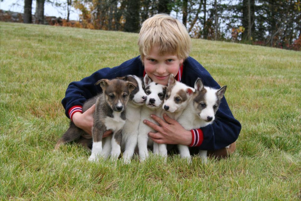 Seward: Summer Dog Sled Ride and Seavey Estate Tour - Inclusions and Important Information