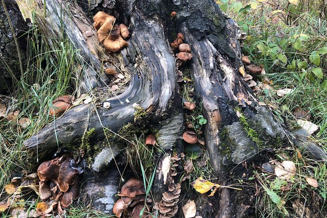 Small-Group Day Hike, Rivers and Forests of Chugach State Park  - Anchorage - Customer Feedback and Reviews