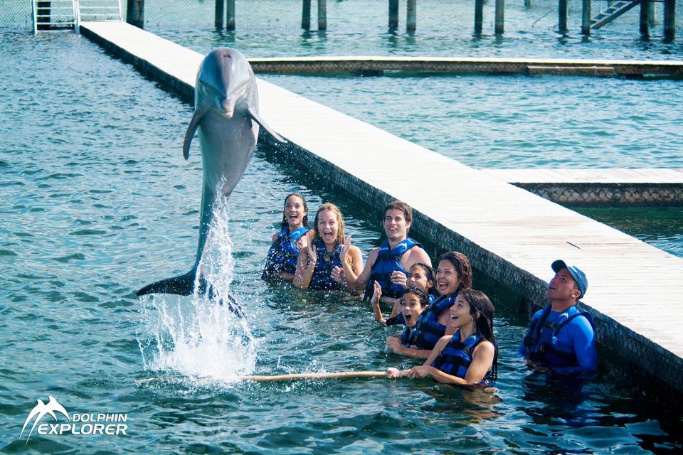 Swim With Dolphins in Punta Cana - Program Options