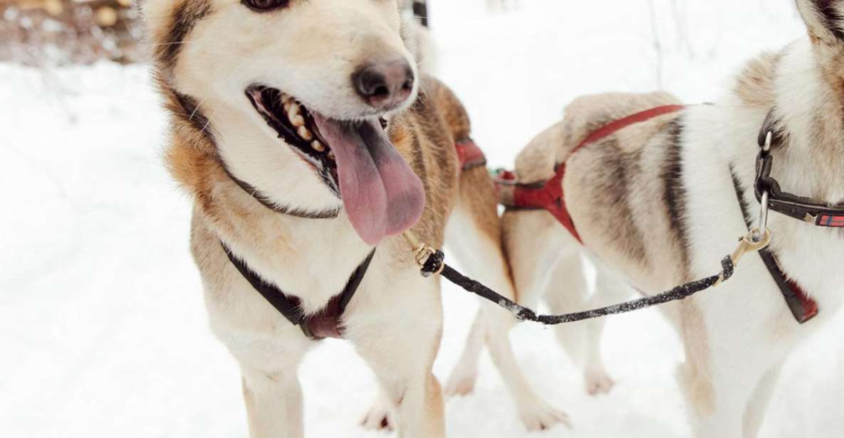 Talkeetna: Alaskan Winter Dog Sledding Experience - Full Description