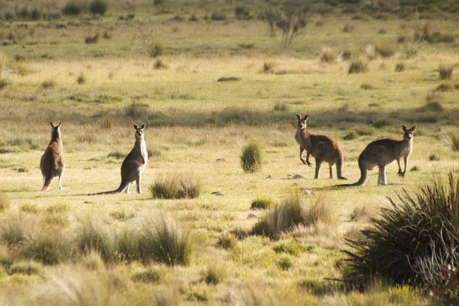 The Explorers Discovery Tour - Gold, Wine & Wildlife - Sum Up