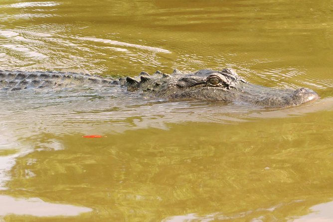 Ultimate Swamp Tour Experience With Transportation From New Orleans - Visitor Feedback