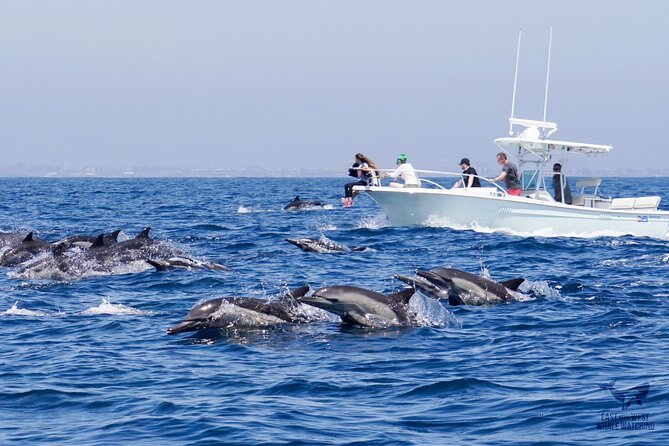 Ultimate Whale and Dolphin Watching in Newport Beach, 6 Person Maximum - Common questions