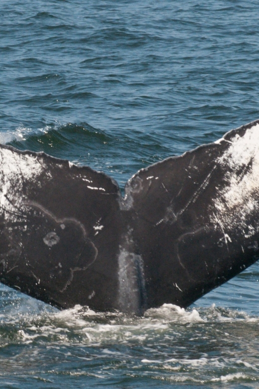 Whale and Wildlife Watching Private and Semi-Private Tours - Pricing
