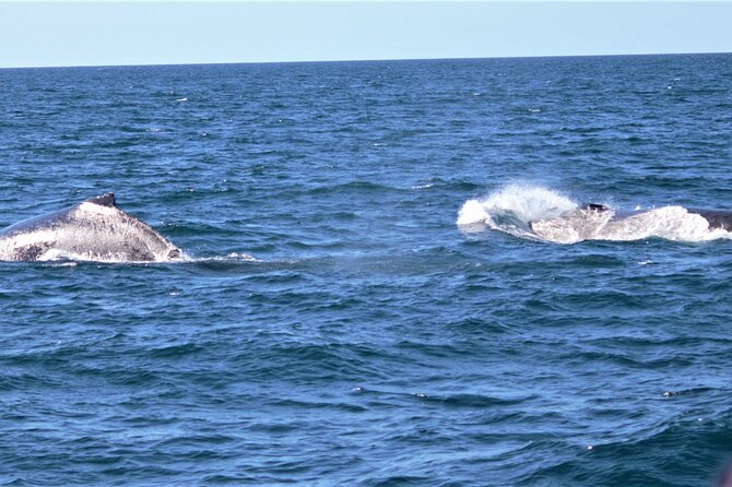 Whale Watching Australia Experience (3hours) - Infants and Participant Criteria