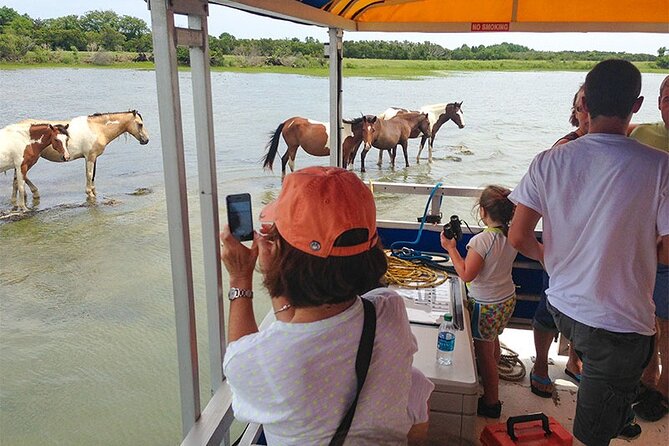 Wild Pony Watching Boat Tour From Chincoteague to Assateague - Sum Up